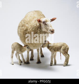 Ewe (Ovis aries) with two Lambs, front view Stock Photo