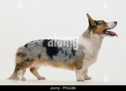 Cardigan Welsh Corgi with blue merle coat, standing, side view Stock Photo