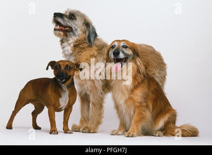 Group of three mongrels (Canis familiaris), shaggy-haired dog standing, smooth long haired dog sitting and small short haired dog standing. Stock Photo