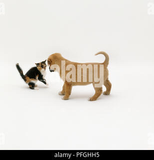 Kitten and puppy dog standing face to face, side view Stock Photo