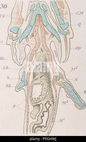 Robert Wiedersheim's work on comparative anatomy examines the ...
