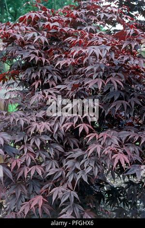 Acer palmatum 'Bloodgood' (Japanese maple) showing purple foliage Stock Photo
