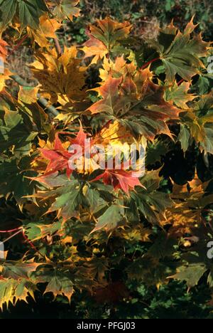 Acer platanoides 'Palmatifidum' (Norway maple), autumn leaves Stock Photo