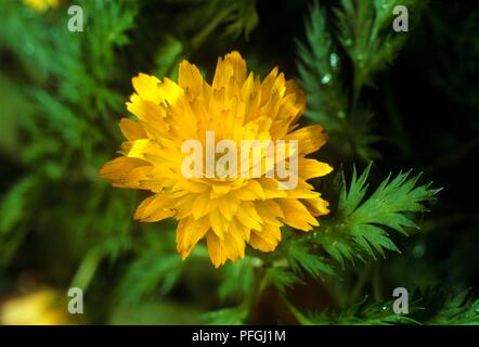 Adonis amurensis 'Flore Pleno' (Far East Amur Adonis) Stock Photo