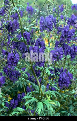 Aconitum 'Spark's Variety' (Aconite, Monkshood) clusters of violet-blue flowers and green leaves on tall stems Stock Photo