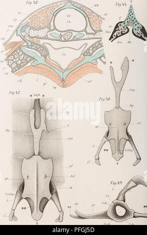 This work explores the comparative anatomy of vertebrates, focusing on ...
