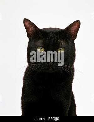 Head of a Bombay cat, looking at camera Stock Photo