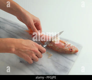 Hands scraping scales from red mullet using back of kitchen knife, close-up Stock Photo