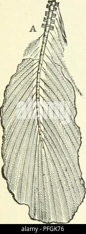 . Darwin, and after Darwin. An exposition of the Darwinian theory and a discussion of post-Darwinian questions. Evolution; Heredity. Pal(Bontology. 171 backbone runs through the fin to its very point, growing- slen- derer by degrees, and giving off rays above and below from each joint, but the rays on the lower side are much longer (Fig. 69). This type of fin is, therefore, vertebratcd, the other non- vertebrated. Figs. 68 and 69 show these two types in form and structure. But there is still another type found only in the low- est and most generalized forms of fishes. In these the tail-fin is  Stock Photo
