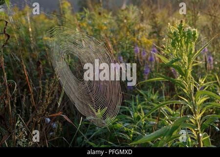 Cobweb on meadow at morning sunlight Stock Photo