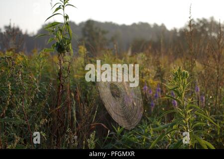 New spider's web on the morning sunshine Stock Photo