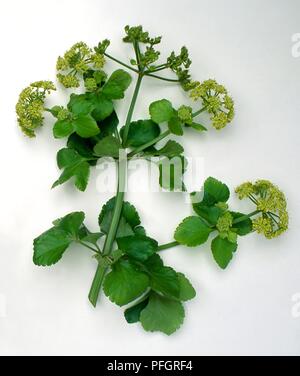 Smyrnium olusatrum (Alexanders), leafy branched stem with umbels Stock Photo