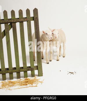 Two lambs (Ovis aries) standing together behind half-open wooden gate. Stock Photo