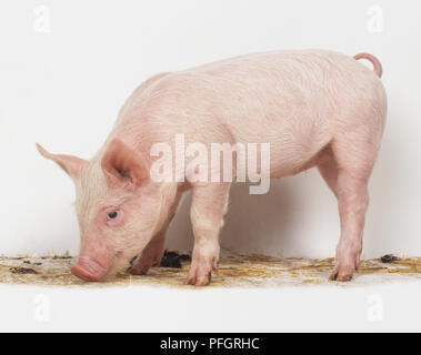 Piglet (Sus scrofa domestica) with its head down eating, side view Stock Photo