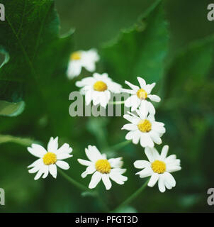 Clusters of small white flowers of the hardy deciduous small tree ...
