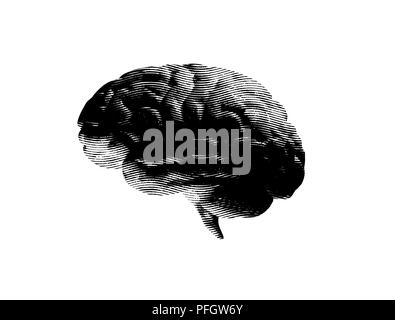 Engraving brain pattern isolated on white background Stock Photo