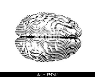 Monochrome engraving brain illustration in top view isolated on white ...