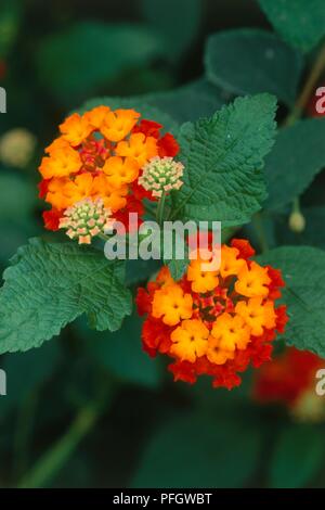 Lantana camara 'Radiation', cluster of small orange and red flowers with stamen in centre, and green leaves Stock Photo