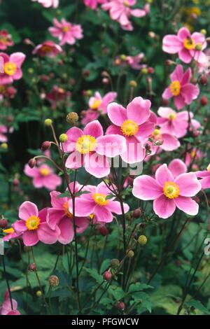 Anemone hupehensis 'Hadspen Abundance' (Windflower), pink flowers with yellow centres Stock Photo