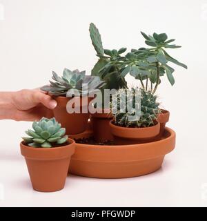 Hand arranging cacti and succulents in terracotta bowl, Echeveria elegans, Echeveria fimbriata, Mammillaria magnimamma, Aeonium haworthii, Opuntia sp. (Prickly pear cactus) Stock Photo