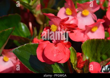 Begonia F1 Whopper Rose Green Stock Photo