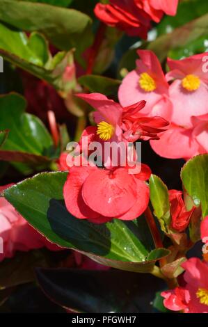 Begonia F1 Whopper Rose Green Stock Photo