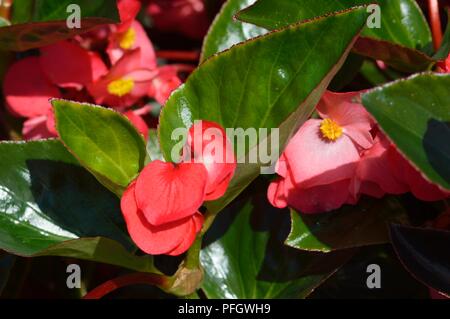 Begonia F1 Whopper Rose Green Stock Photo