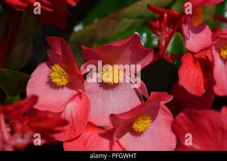 Begonia F1 Whopper Rose Green Stock Photo