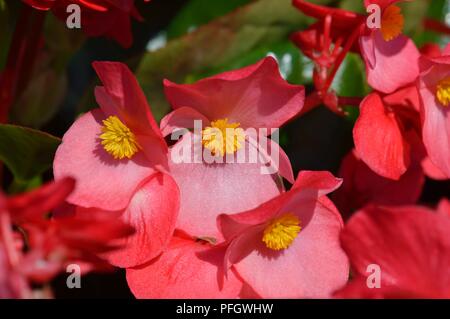 Begonia F1 Whopper Rose Green Stock Photo