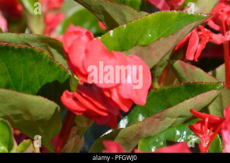 Begonia F1 Whopper Rose Green Stock Photo