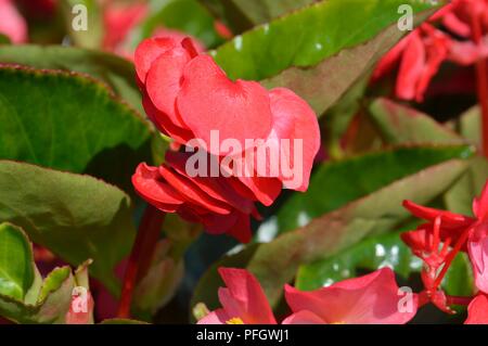 Begonia F1 Whopper Rose Green Stock Photo