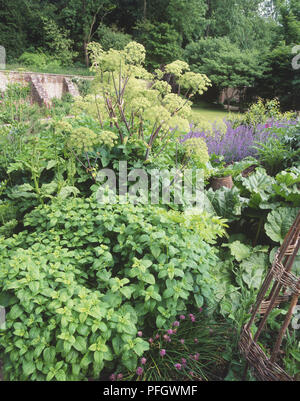 Vegetable and herb garden in summer, including pink flowers of Chives at bottom centre, tall pale green flower heads of Angelica at top, large leaves of Rhubarb at centre right Stock Photo