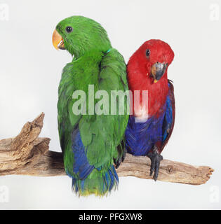 Pair of young Eclectus Parrots, green and blue male and red and blue female, side by side on branch facing in different directions Stock Photo