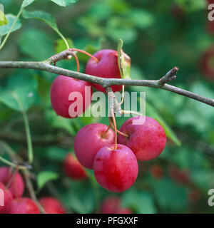Malus sp., red Crab Apples on tree, close up. Stock Photo