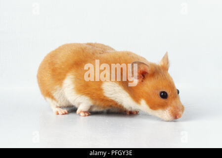 Syrian Hamster (Mesocricetus auratus)