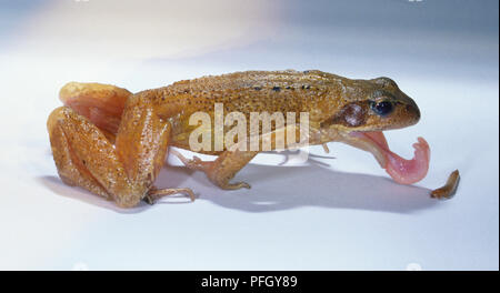 Pale brown adult frog, Rana temporaria, crouching, stretching forward, long pink tongue curling to catch an insect, side view. Stock Photo