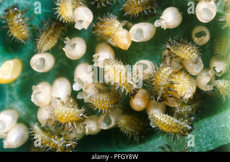 Epilachna varivestis hi res stock photography and images Alamy