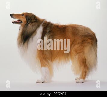 Rough Collie dog standing with head in profile Stock Photo
