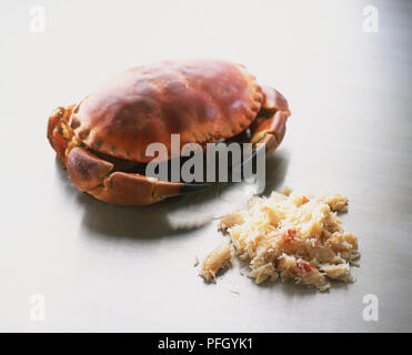 Cancer pagurus, Edible Crab, and crab meat. Stock Photo