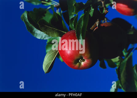 Canada, Pacific Northwest, British Columbia, Kelowna, ripe red  apple on tree in orchard in Okanagan Valley. Stock Photo