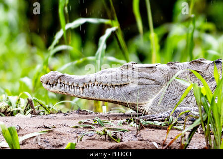 An alligator on the riverbank of Rio San Carlos. Stock Photo