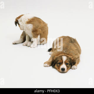 Two St Bernard puppies (Canis familiaris), one sitting one lying Stock Photo