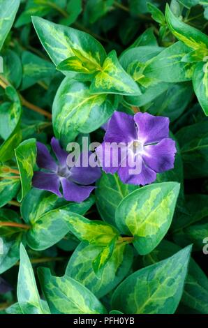 Vinca major 'Maculata' with purple flowers and variegated Stock Photo