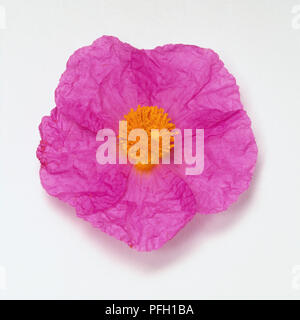 Cistus incanus, pink flower head with crumpled petals and yellow stamens. Stock Photo