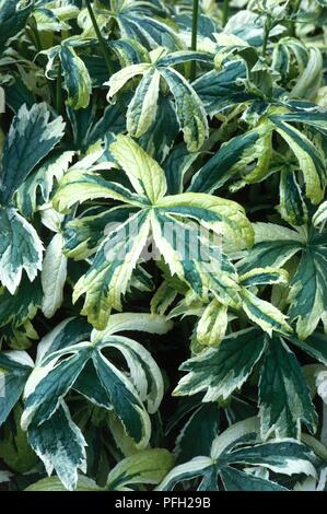 Astrantia major 'Sunningdale Variegated' (Great masterwort), variegated green leaves, close-up Stock Photo