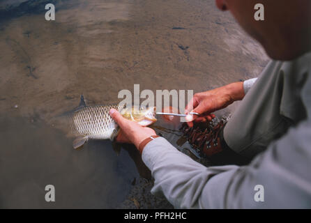 Looking down at a man removing a hook from the mouth of a fish with pliers. Stock Photo