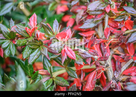 Berberis verruculosa showing winter colour Stock Photo