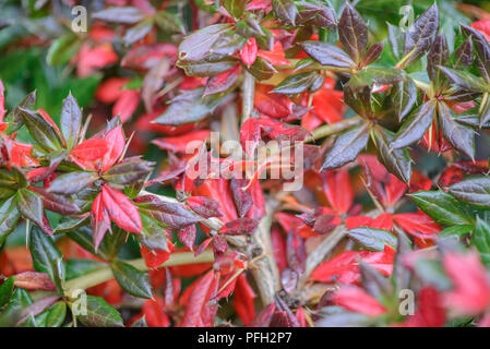 Berberis verruculosa showing winter colour Stock Photo