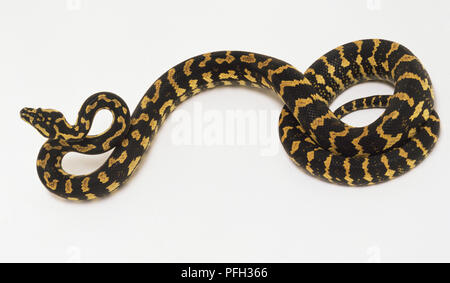 Slithering Carpet Python (Morelia spilota) with coiled tail, view from above Stock Photo