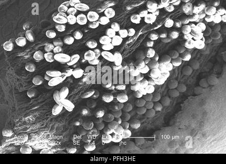 Morphologic ultrastructure of pollen granules found on a yellow 'Fireworks' sundrops, Oenothera fruticosa flower, revealed in the 192x magnified scanning electron microscopic (SEM) image, 2006. Image courtesy Centers for Disease Control (CDC) / Janice Haney Carr, Betsy Crane. () Stock Photo